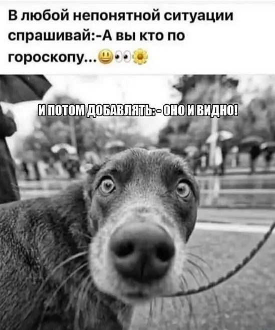 Свежая порция юмора: приколы, чтобы пережить середину недели