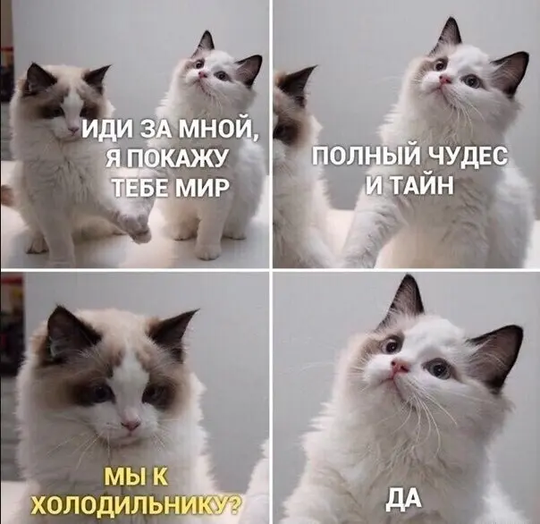 Свежая порция юмора: приколы, чтобы пережить середину недели