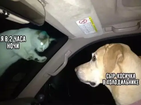 Свежая порция юмора: приколы, чтобы пережить середину недели