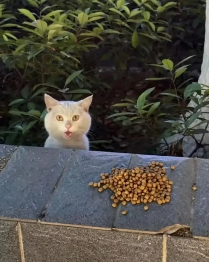 Смех сквозь будни: зарядка юмором на середину недели