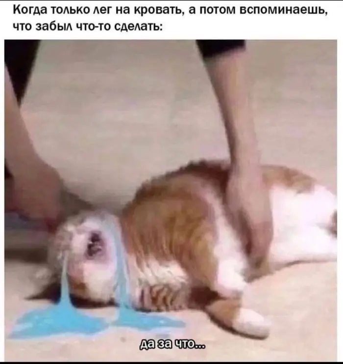 Смех сквозь будни: зарядка юмором на середину недели