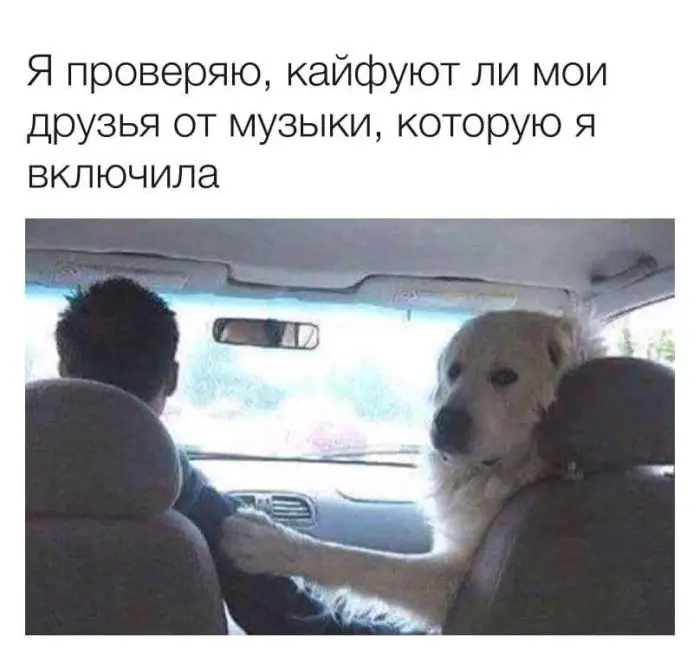 Смех сквозь будни: зарядка юмором на середину недели