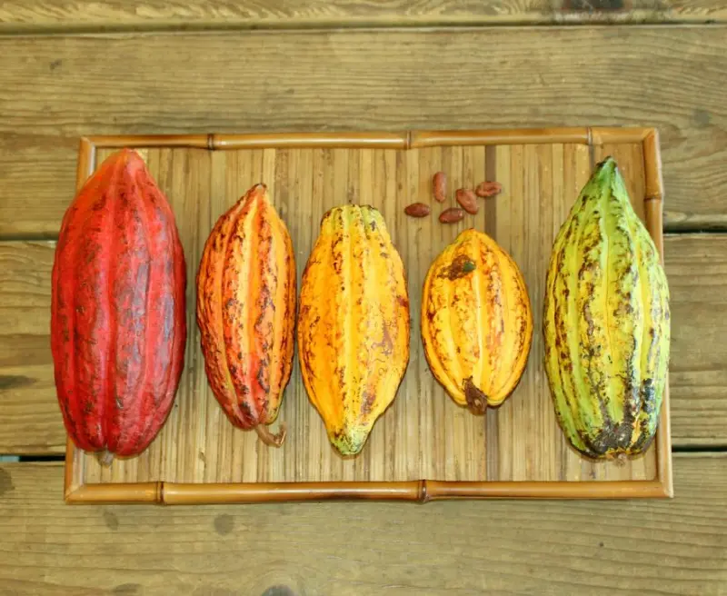 Секреты крафтового шоколада: от плодов какао до десерта на вашем столе