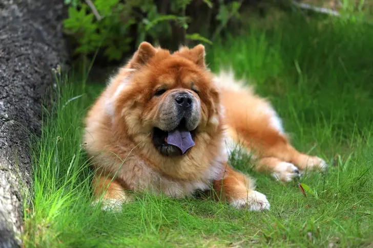 Миллион за друга: какие породы собак стоят дороже всего и почему