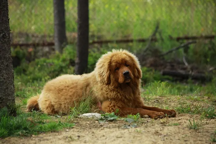 Миллион за друга: какие породы собак стоят дороже всего и почему