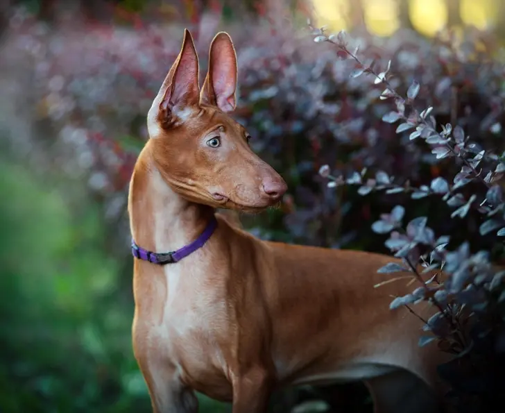 Миллион за друга: какие породы собак стоят дороже всего и почему