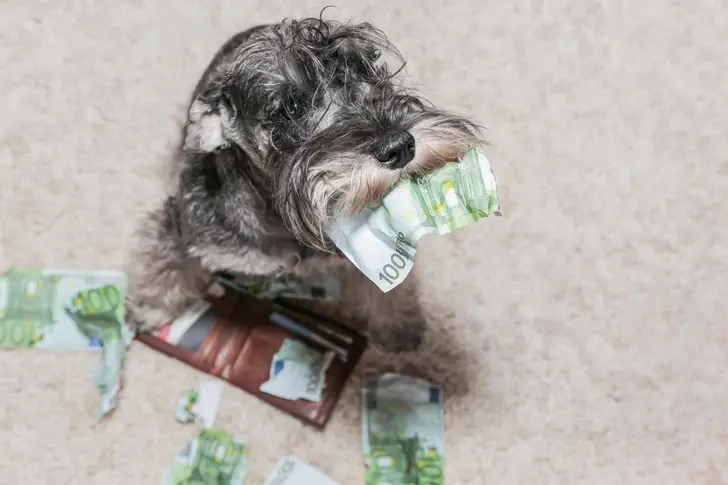 Миллион за друга: какие породы собак стоят дороже всего и почему