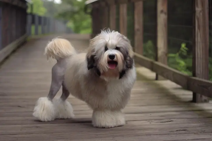 Миллион за друга: какие породы собак стоят дороже всего и почему