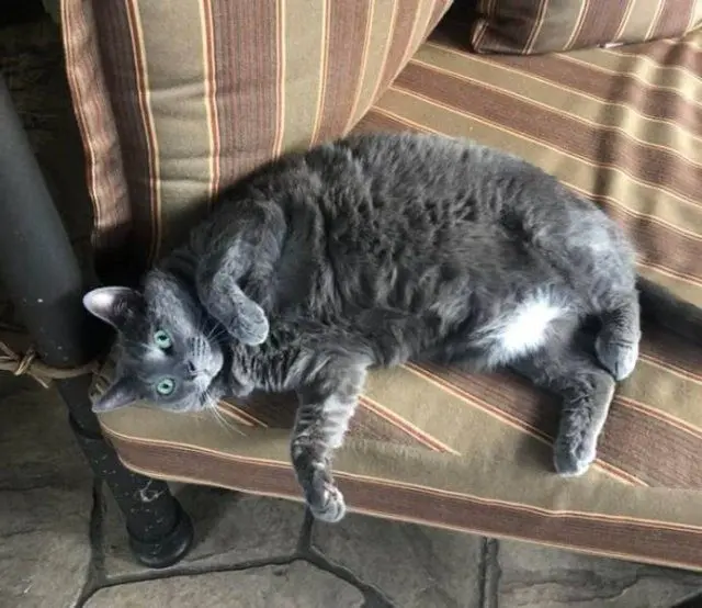 Порция мимишности: пушистые комочки для вашего хорошего настроения