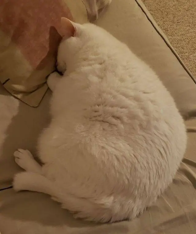 Порция мимишности: пушистые комочки для вашего хорошего настроения