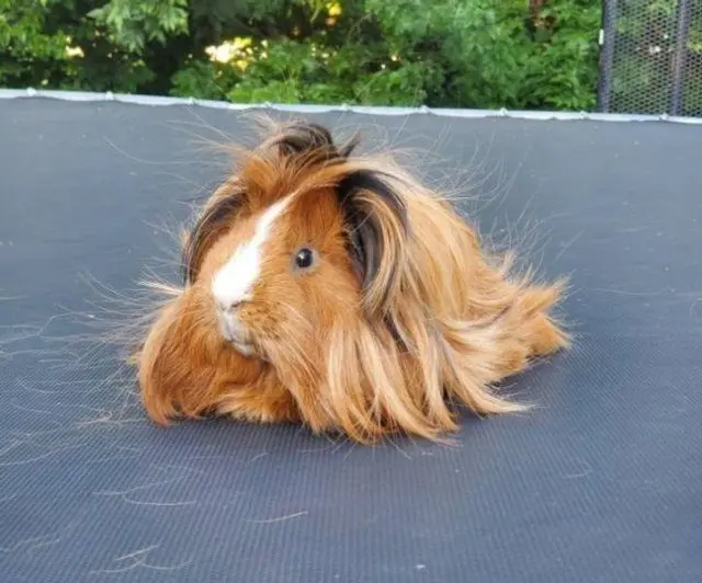 Порция мимишности: пушистые комочки для вашего хорошего настроения