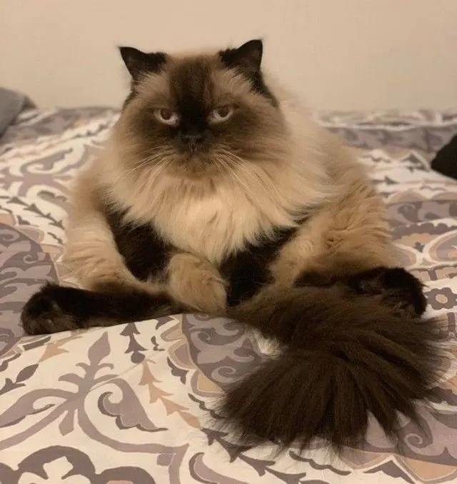 Порция мимишности: пушистые комочки для вашего хорошего настроения