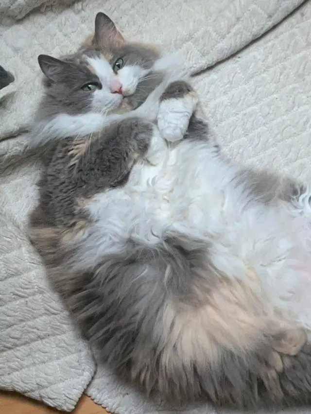 Порция мимишности: пушистые комочки для вашего хорошего настроения