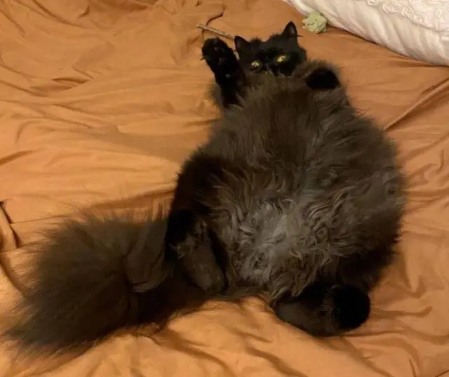 Порция мимишности: пушистые комочки для вашего хорошего настроения