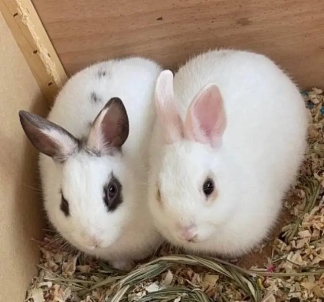 Порция мимишности: пушистые комочки для вашего хорошего настроения