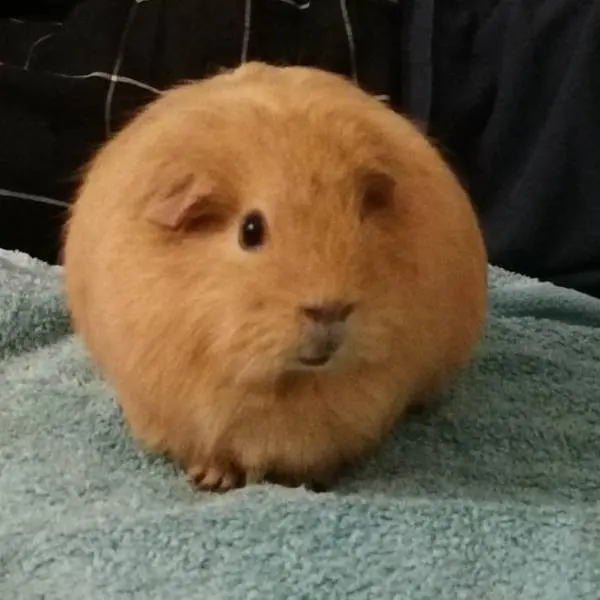 Порция мимишности: пушистые комочки для вашего хорошего настроения