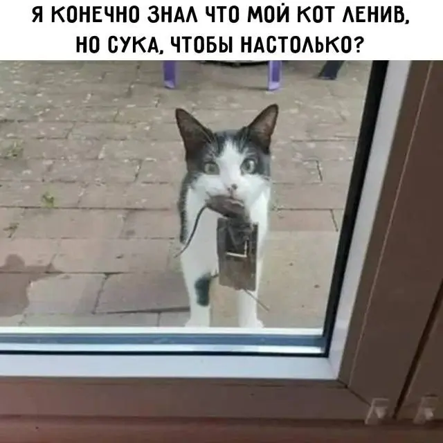 Всё немного не так: подборка абсурдных мемов для поднятия настроения