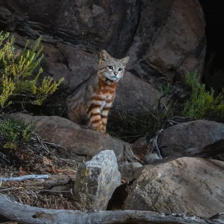 Когда дикая природа показывает свой характер: забавные и милые кадры