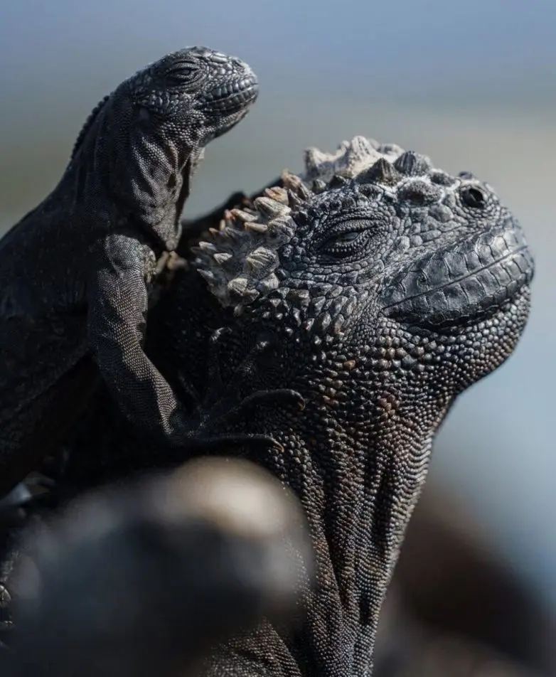 Когда дикая природа показывает свой характер: забавные и милые кадры