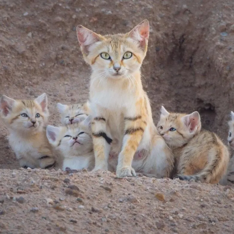 Когда дикая природа показывает свой характер: забавные и милые кадры