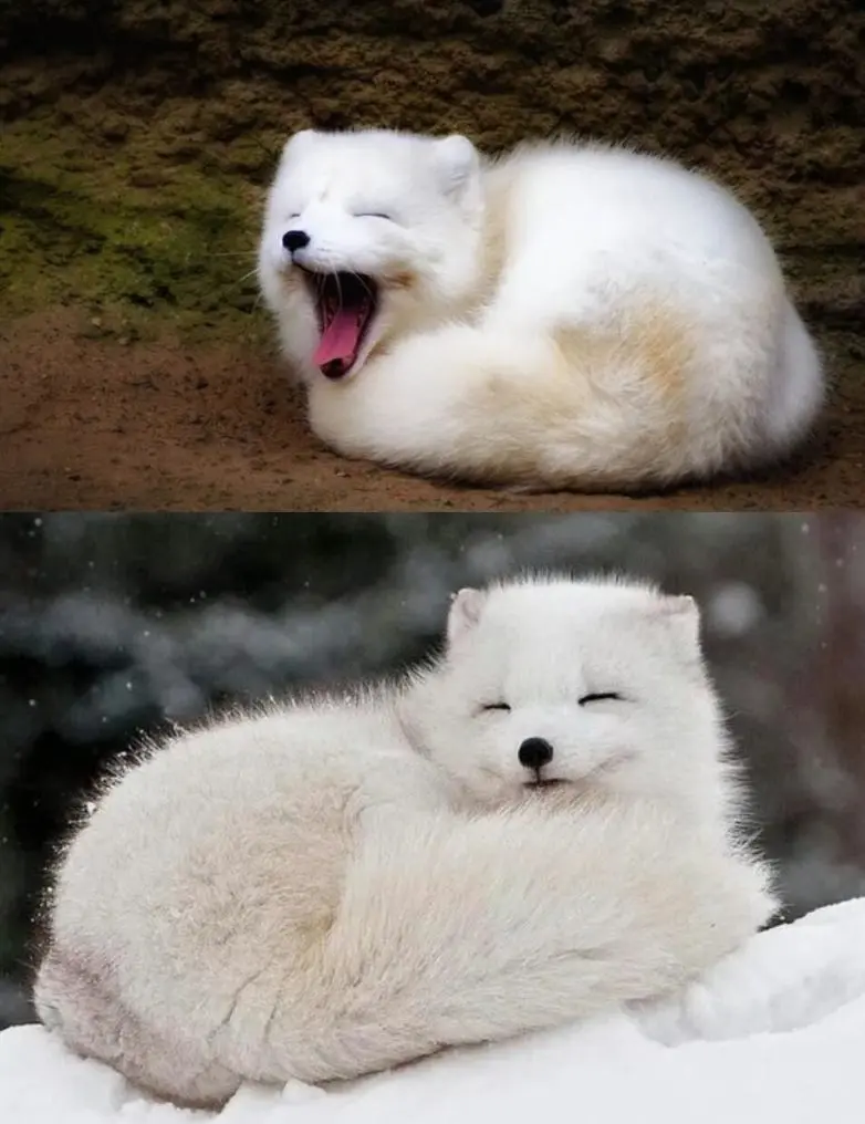 Когда дикая природа показывает свой характер: забавные и милые кадры