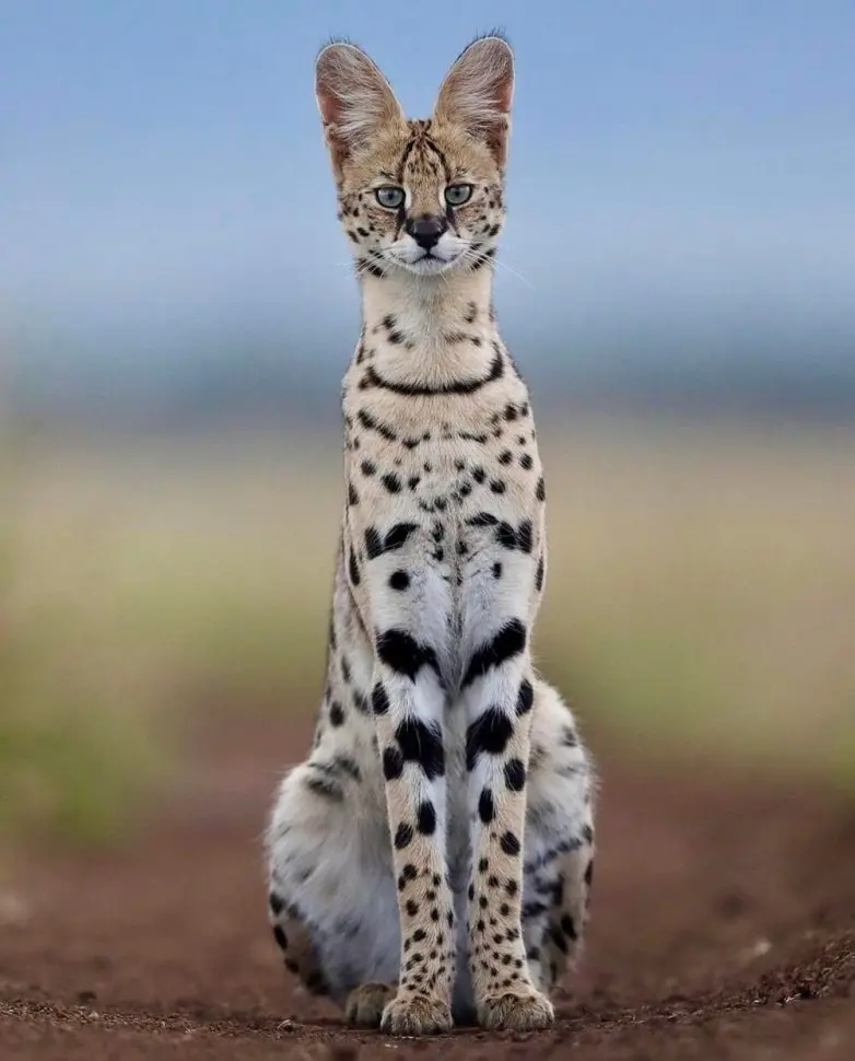 Когда дикая природа показывает свой характер: забавные и милые кадры