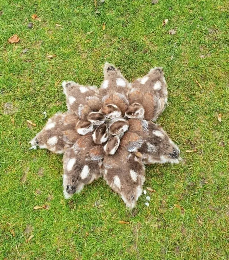 30 фото животных, которые растопят ваше сердце