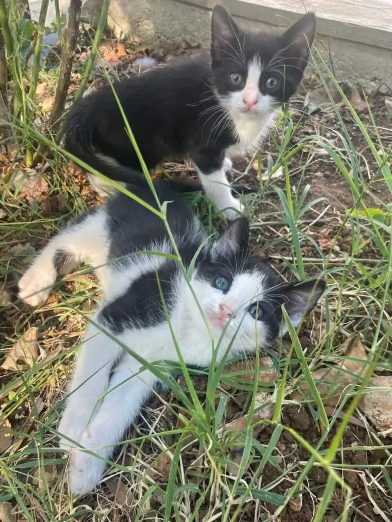 30 фото животных, которые растопят ваше сердце