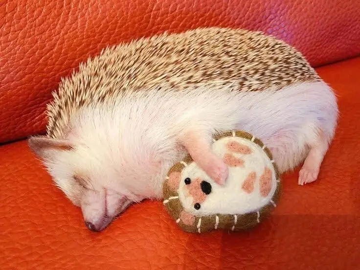 30 фото животных, которые растопят ваше сердце