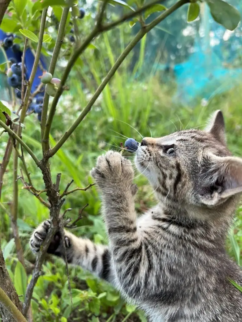 30 фото животных, которые растопят ваше сердце