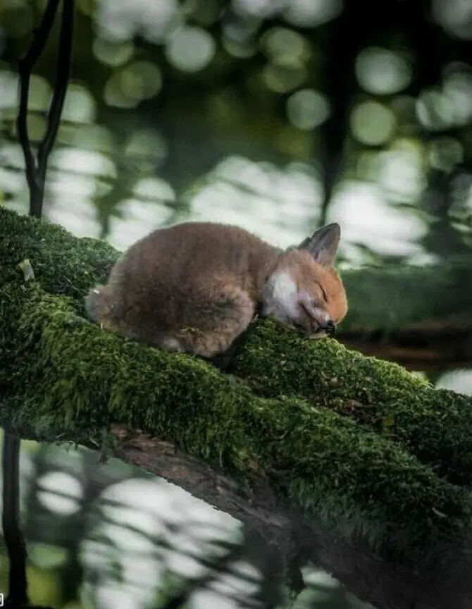 30 фото животных, которые растопят ваше сердце