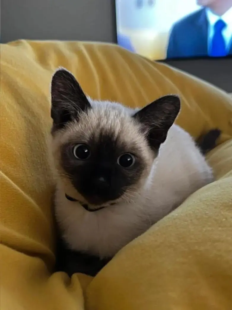 30 фото животных, которые растопят ваше сердце