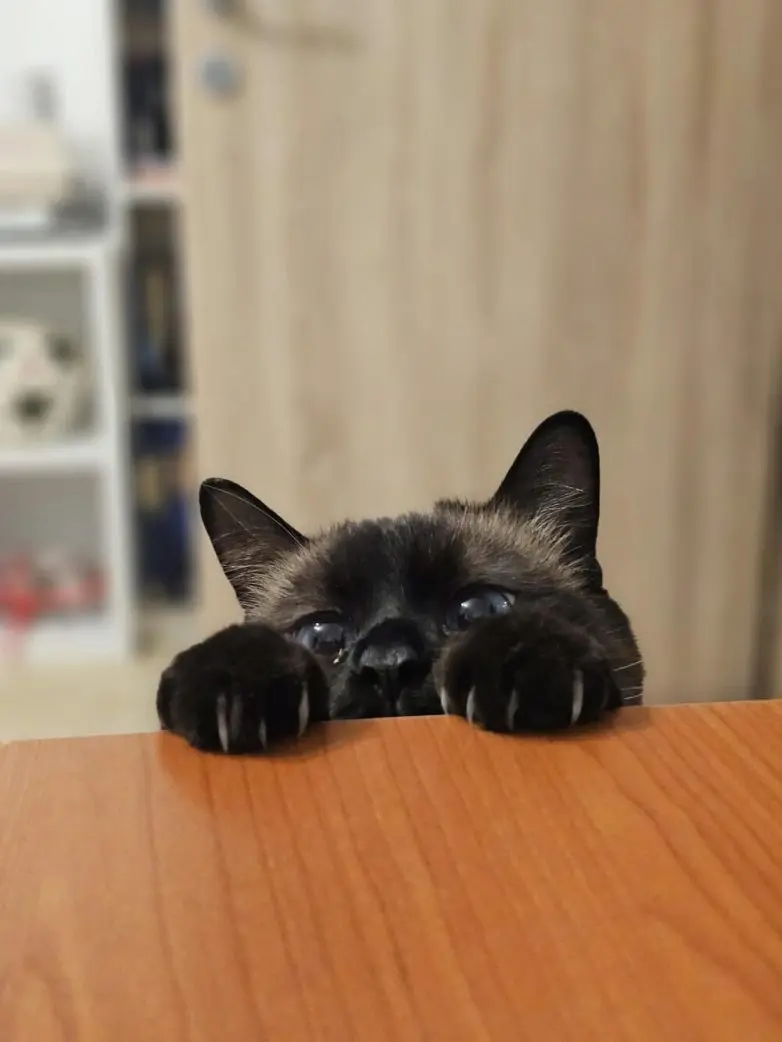 30 фото животных, которые растопят ваше сердце