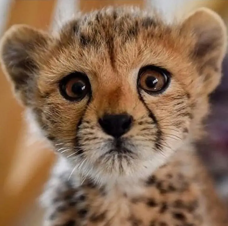 30 фото животных, которые растопят ваше сердце