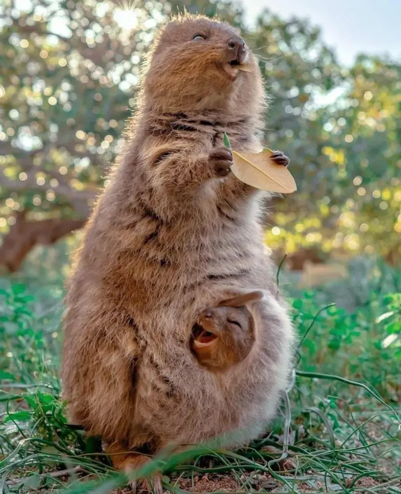 30 фото животных, которые растопят ваше сердце