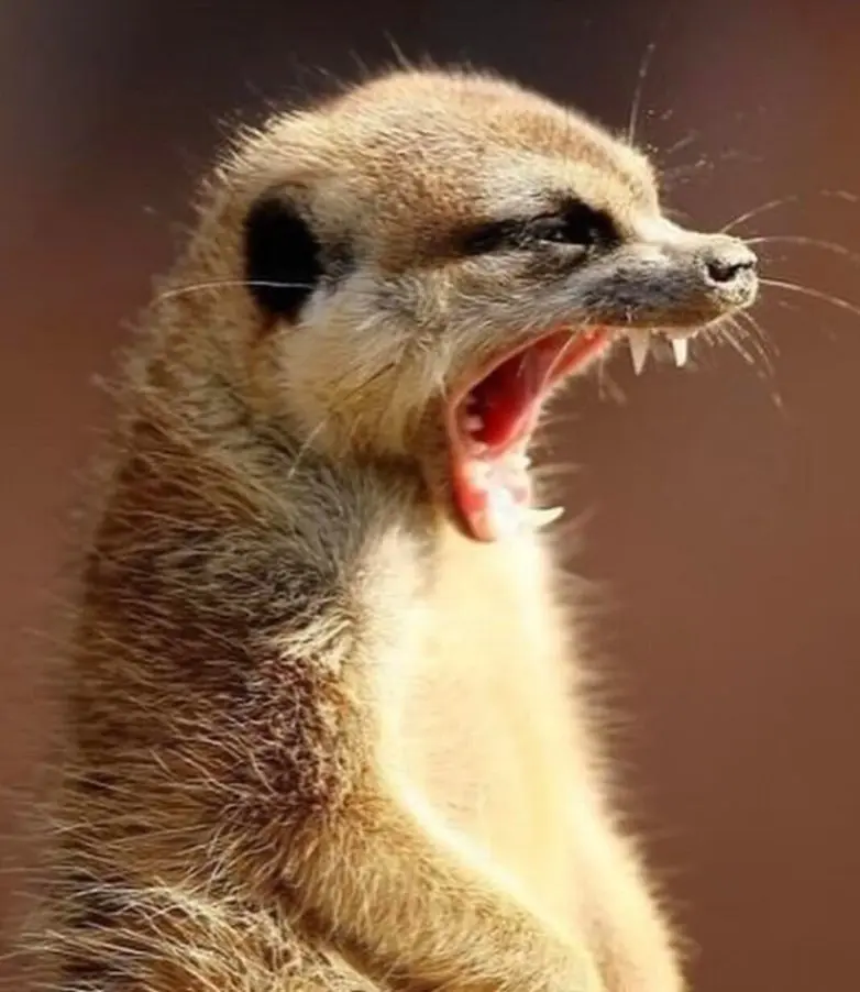 30 фото животных, которые растопят ваше сердце