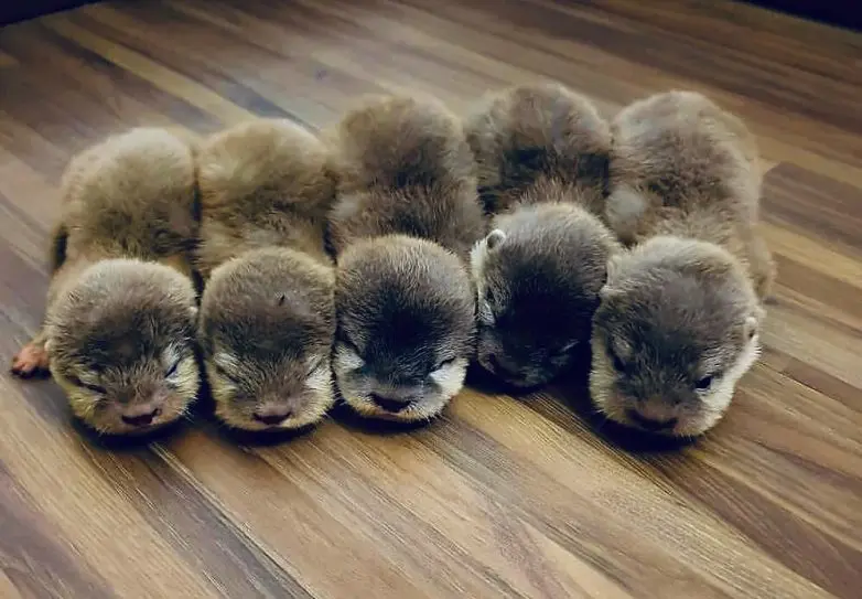 30 фото животных, которые растопят ваше сердце