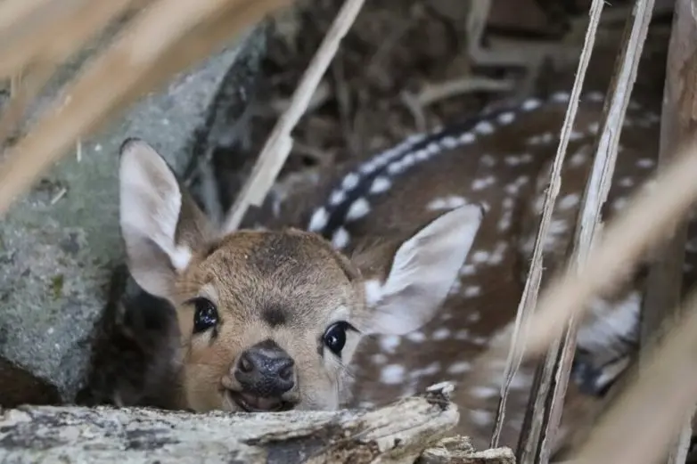 30 фото животных, которые растопят ваше сердце