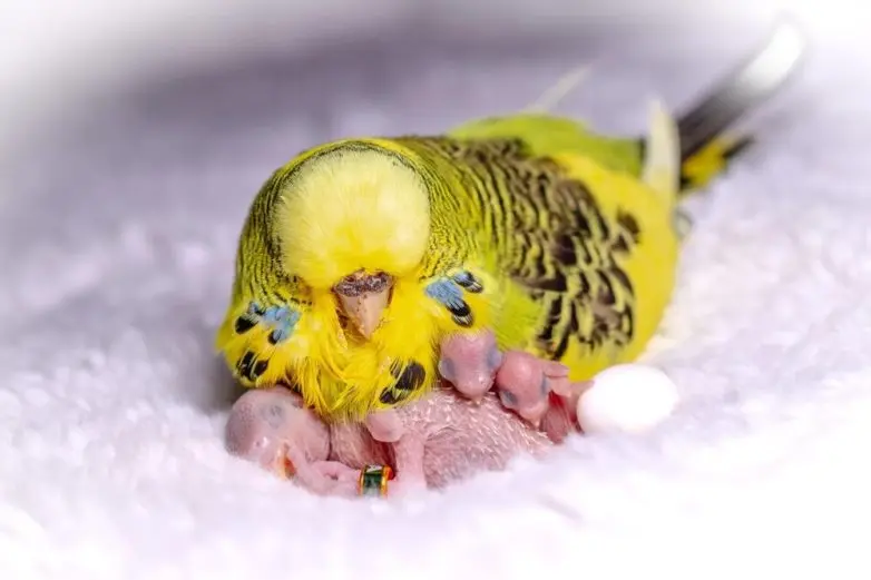 30 фото животных, которые растопят ваше сердце