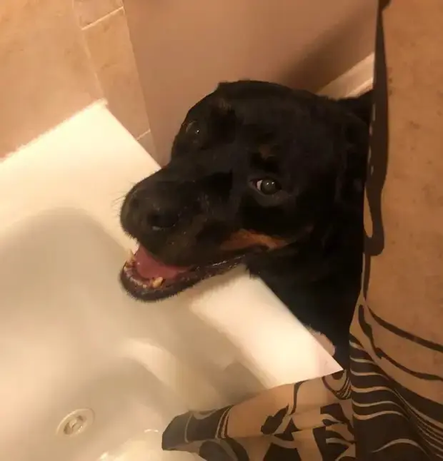 Когда питомец не знает, что такое личное пространство: 20 уморительных фото