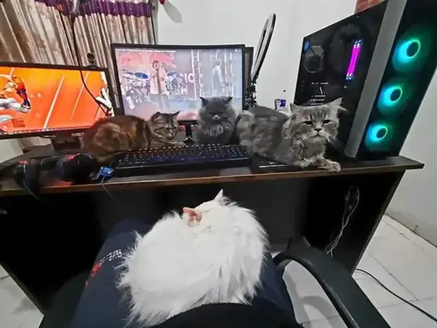 Когда питомец не знает, что такое личное пространство: 20 уморительных фото