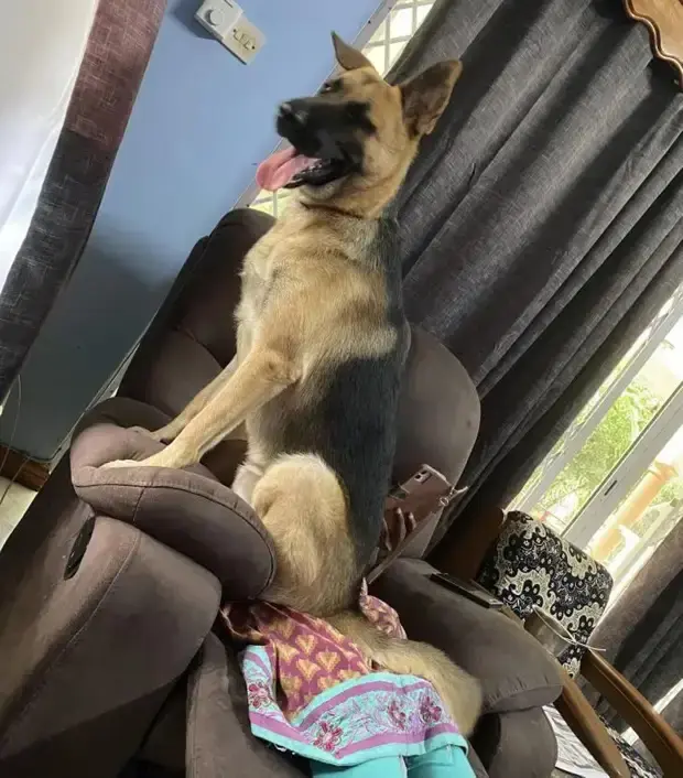 Когда питомец не знает, что такое личное пространство: 20 уморительных фото