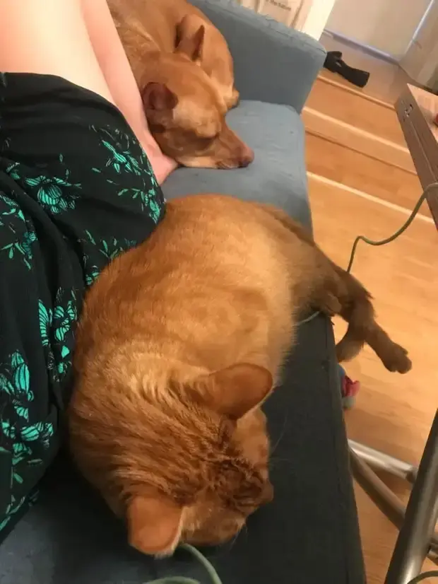 Когда питомец не знает, что такое личное пространство: 20 уморительных фото