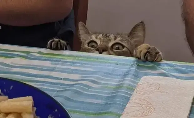 Когда питомец не знает, что такое личное пространство: 20 уморительных фото