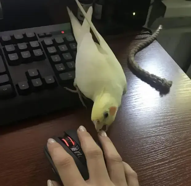 Когда питомец не знает, что такое личное пространство: 20 уморительных фото