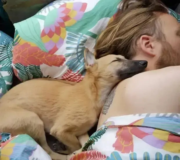 Когда питомец не знает, что такое личное пространство: 20 уморительных фото