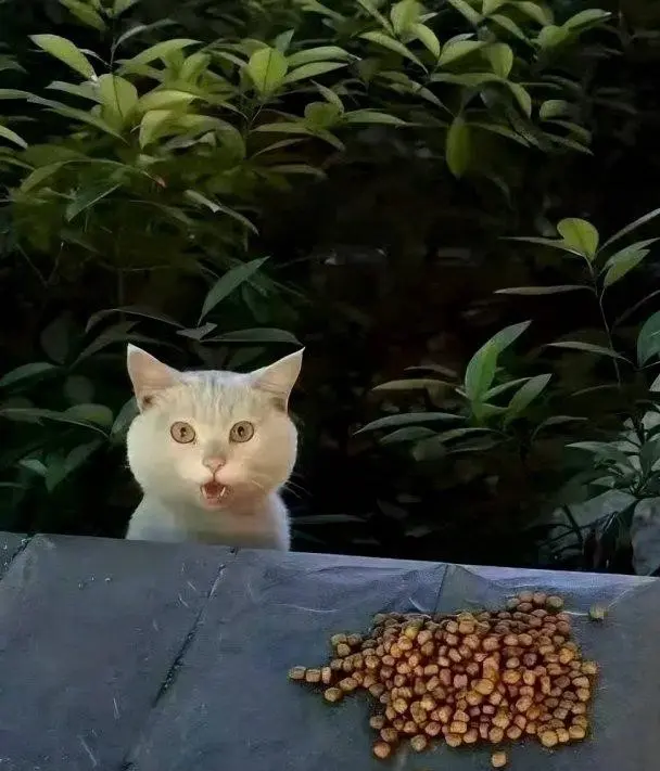 Китаянка кормит уличного кота, а тот каждый раз в шоке от угощения