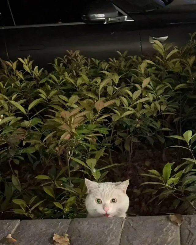 Китаянка кормит уличного кота, а тот каждый раз в шоке от угощения