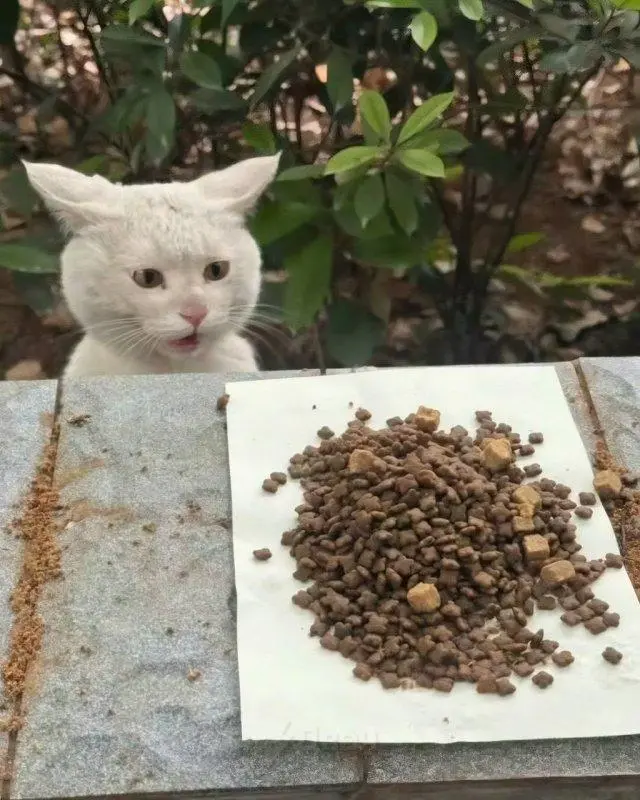 Китаянка кормит уличного кота, а тот каждый раз в шоке от угощения