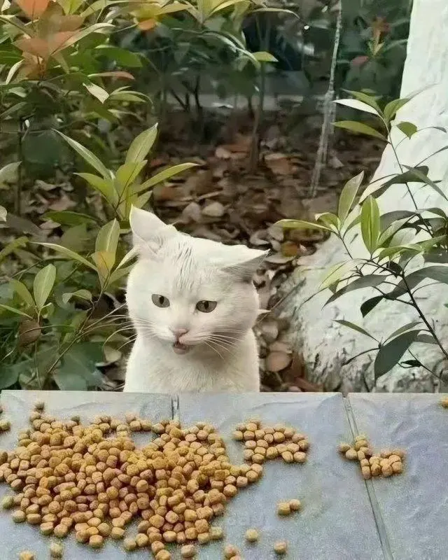 Китаянка кормит уличного кота, а тот каждый раз в шоке от угощения